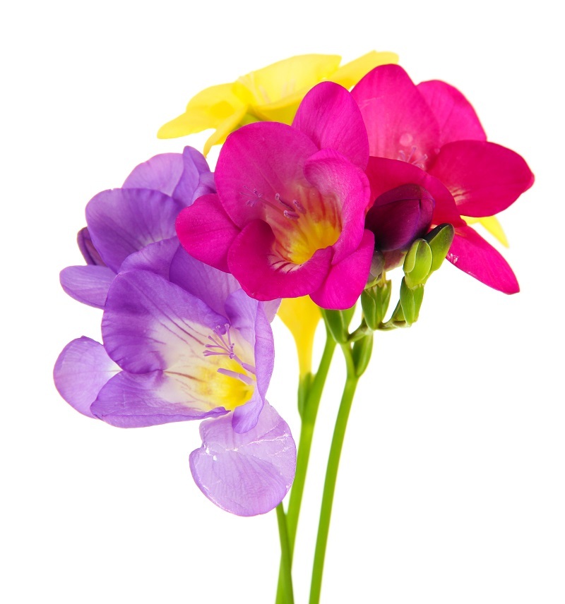 flower delivery Birthday flowers