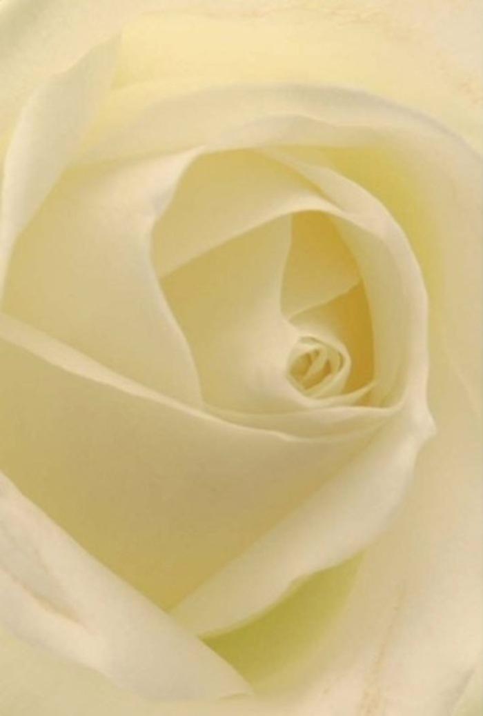 Gazing closely at this pristine white rose, you experience a soothing blend of softness and layered craftsmanship akin to the best bouquets coming out of Gants Hill's floristry studios. The bloom itself carries tranquil beauty, its ivory and creamy hues melting smoothly into each other under the gentle gleam of afternoon sun, as if lit from within. Each petal is arranged in delicate succession, creating subtle shadow and glow that imply expert arrangement from a florist near Ilford Lane or the bustling Gants Hill roundabout. The central spiral suggests untouched purity and resilience, while the immaculate presentation makes it ideal for romantic gestures, apologies, or an elegant wedding display at one of Gants Hill's beloved venues. Even the faint, clean fragrance seems to drift from the rose, suffusing the air with a quiet sense of reassurance-a testament to both nature's perfection and the attention to detail woven into every composition by a Gants Hill florist. Here, each subtle nuance in colour, depth, and texture celebrates the local artistry behind every treasured occasion.